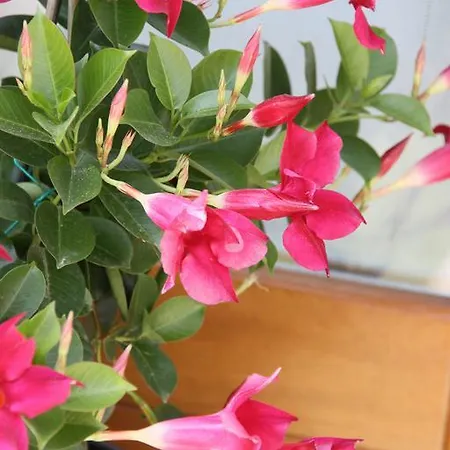 Lägenhet Grillo Casa Vacanze *